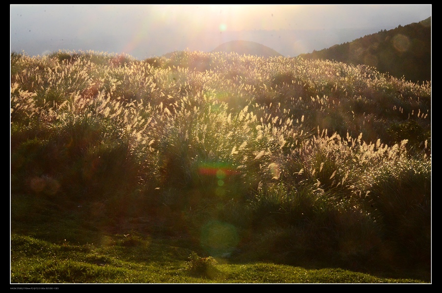 30夕陽芒草.jpg