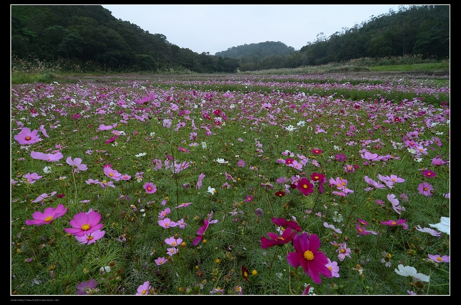 花田4.jpg