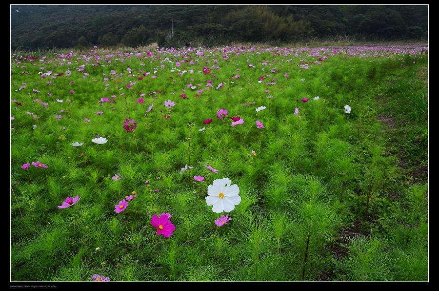 花海.jpg