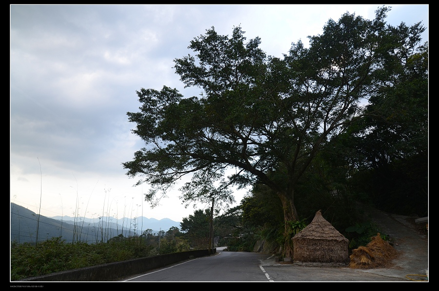 大樹.jpg 大樹.jpg