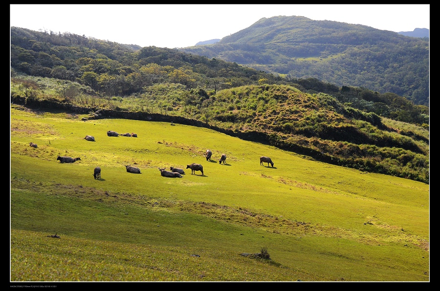 牛群.jpg 牛群.jpg