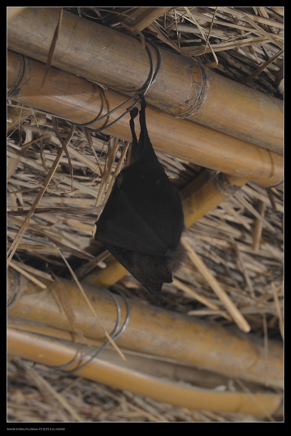 蝙蝠.jpg 蝙蝠.jpg