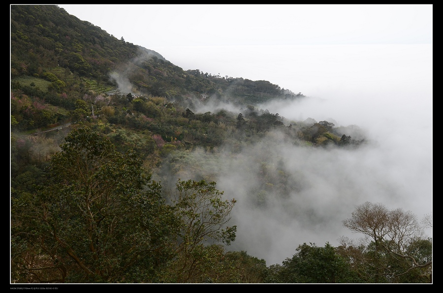 雲霧森林6.jpg