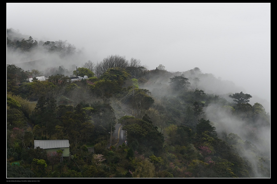 雲霧森林14.jpg