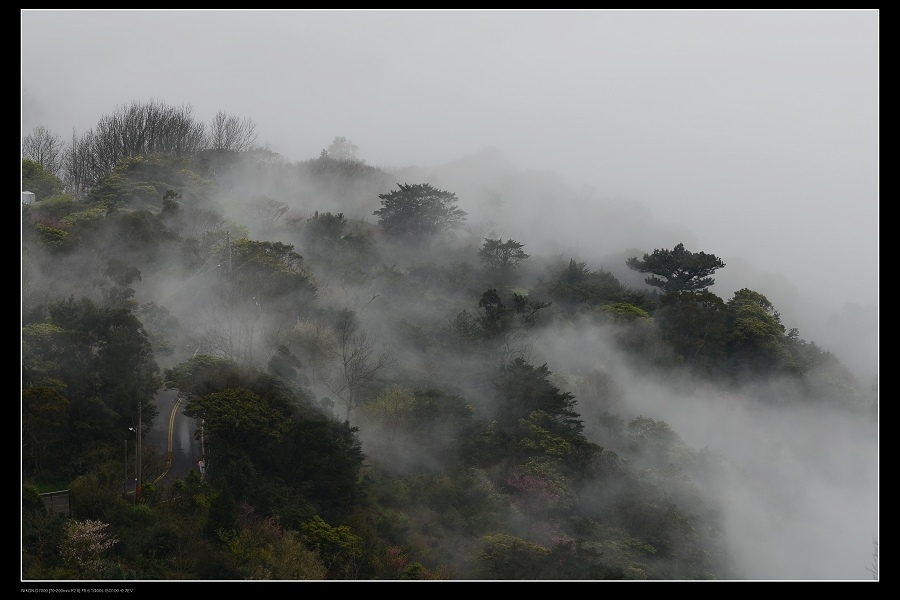 雲霧森林13.jpg