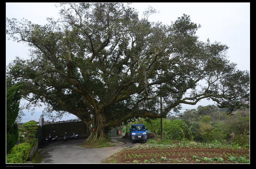 大榕樹.jpg 大榕樹.jpg