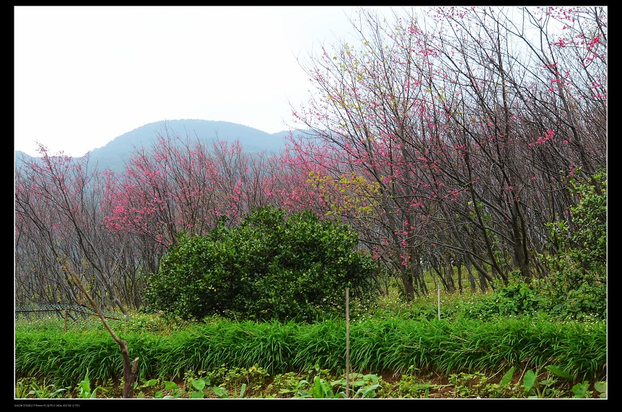 山櫻花1.jpg