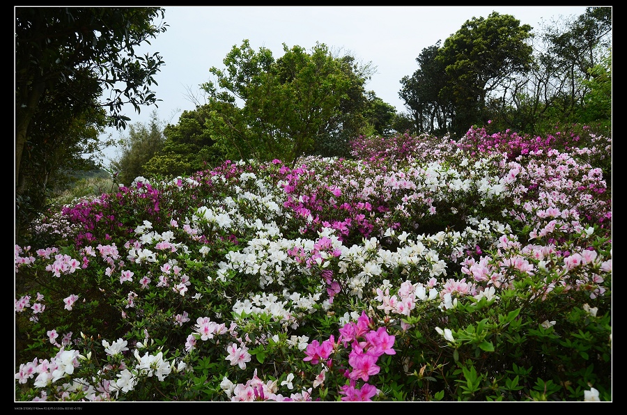 杜鵑花.jpg 杜鵑花.jpg