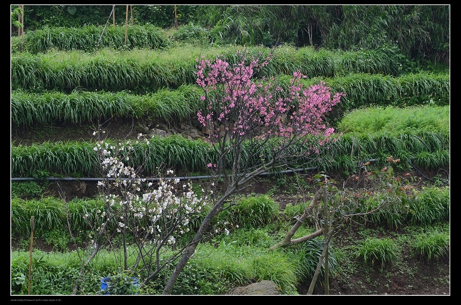 梯田.jpg 梯田.jpg