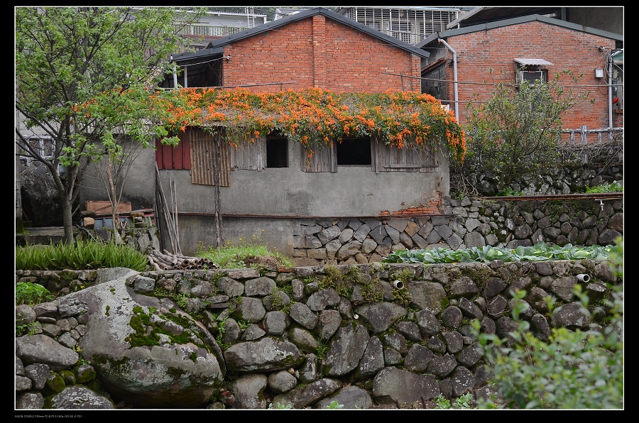 炮仗花.jpg 炮仗花.jpg