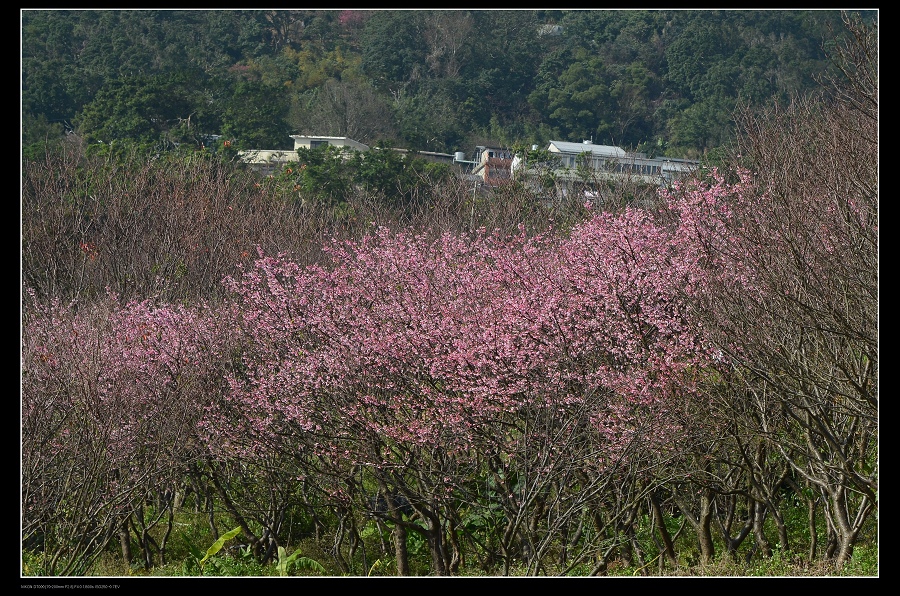 寒櫻1.jpg 寒櫻1.jpg