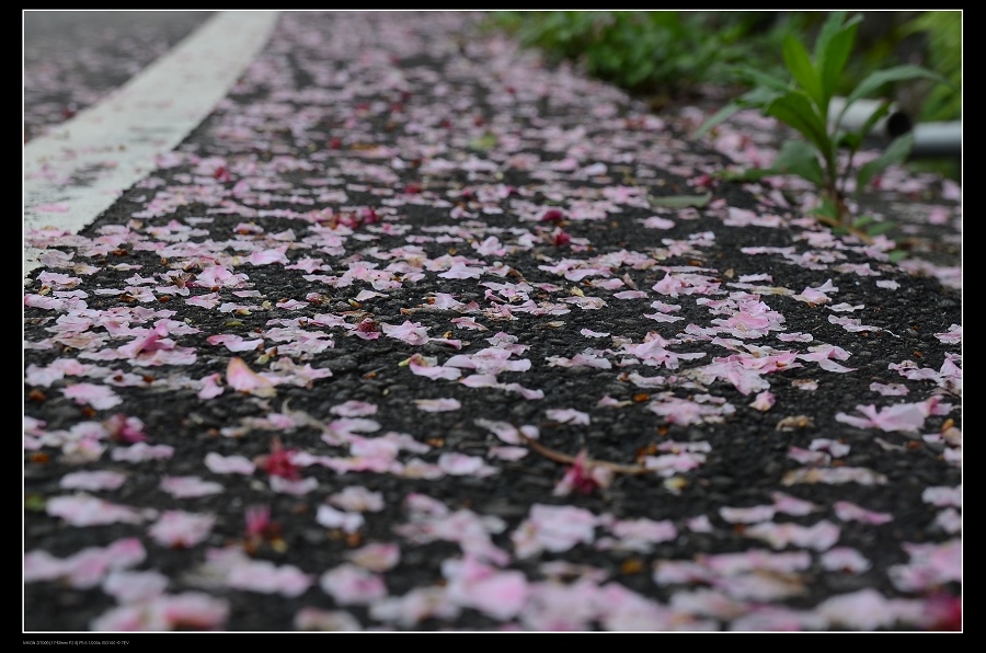 落櫻繽紛.jpg 落櫻繽紛.jpg