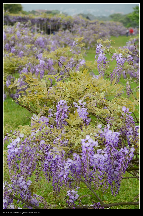 花海5.jpg