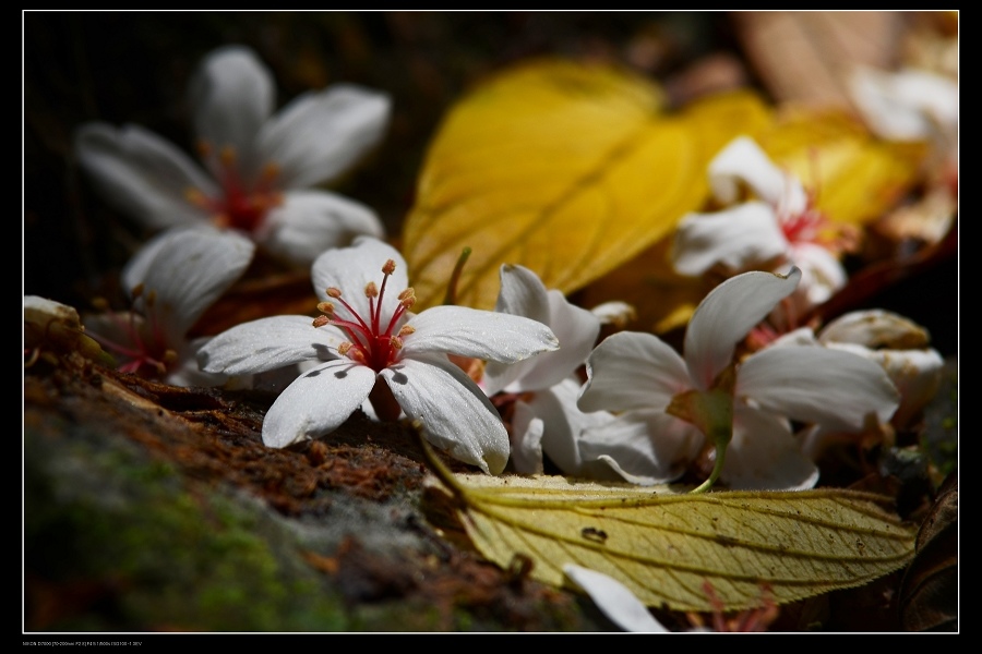 桐花32.jpg 桐花32.jpg
