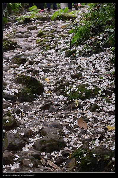 桐花步道.jpg