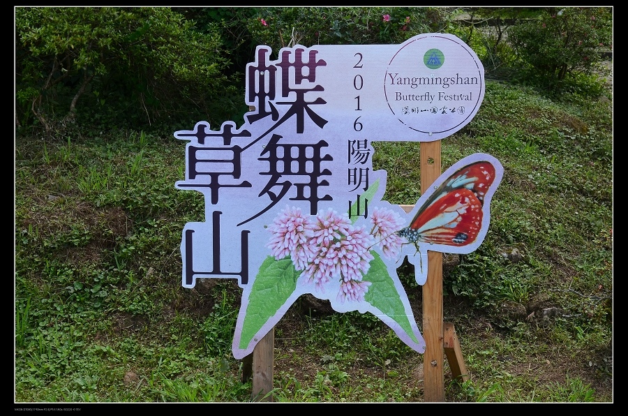 蝶舞草山.jpg 蝶舞草山.jpg