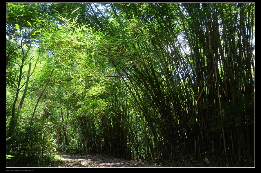 竹林步道.jpg