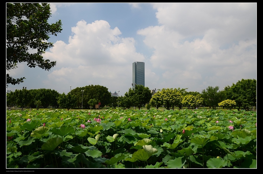 荷花池.jpg