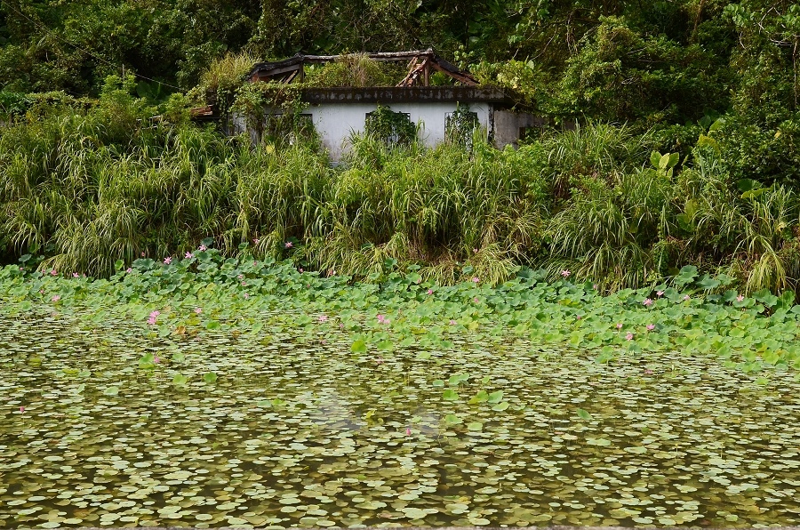 荷花池.jpg