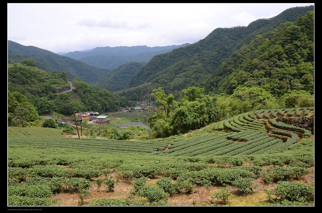 茶園2.jpg