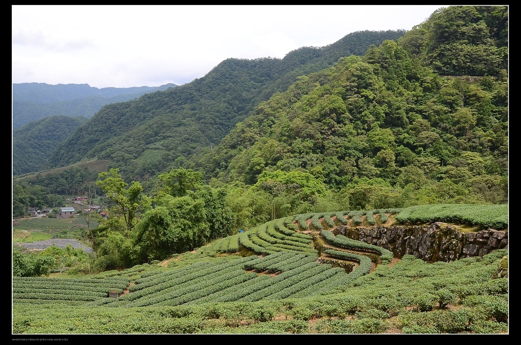 茶園3.jpg