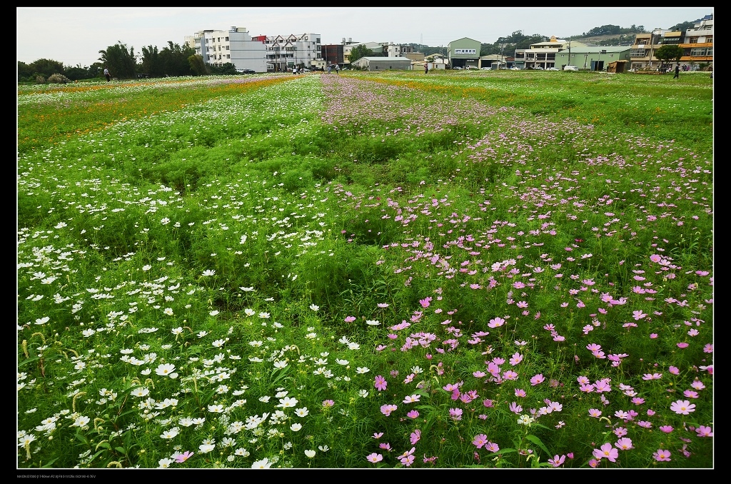 外社花海1.jpg