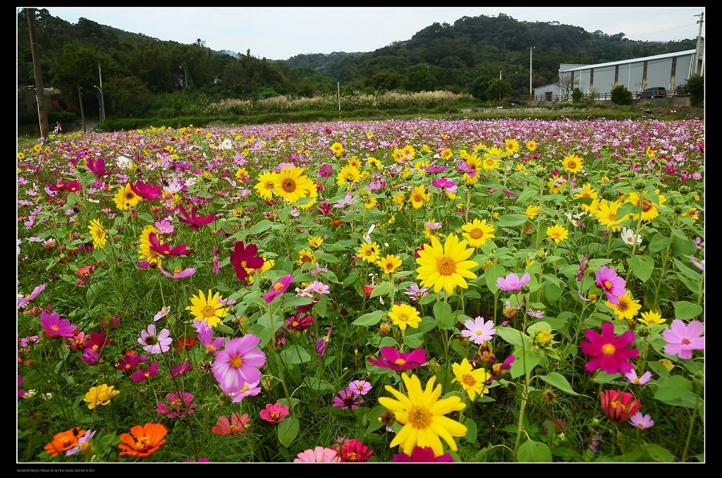 花田2.jpg 花田2.jpg