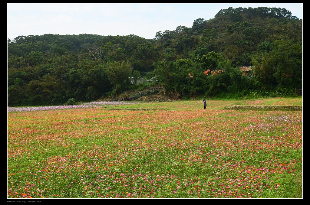 花海2.jpg