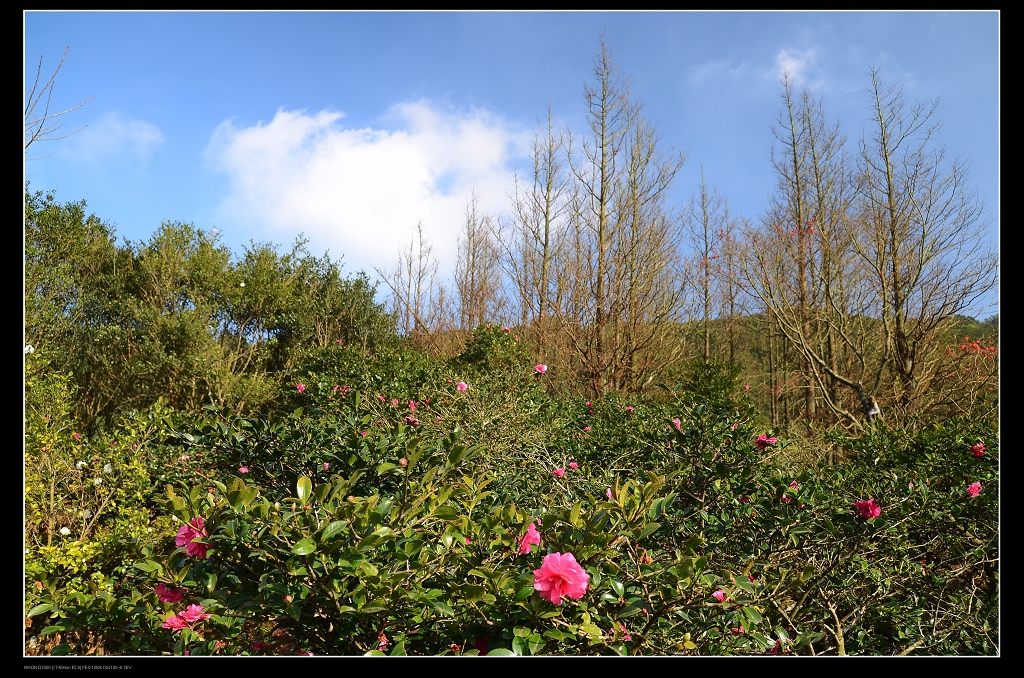 茶花與水杉.jpg