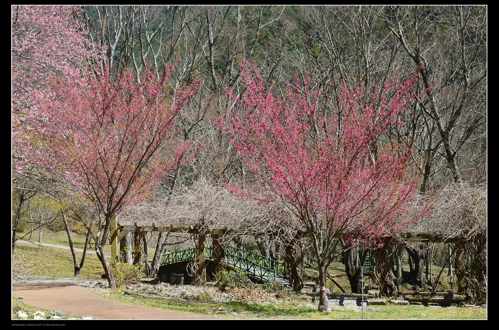 石橋.jpg