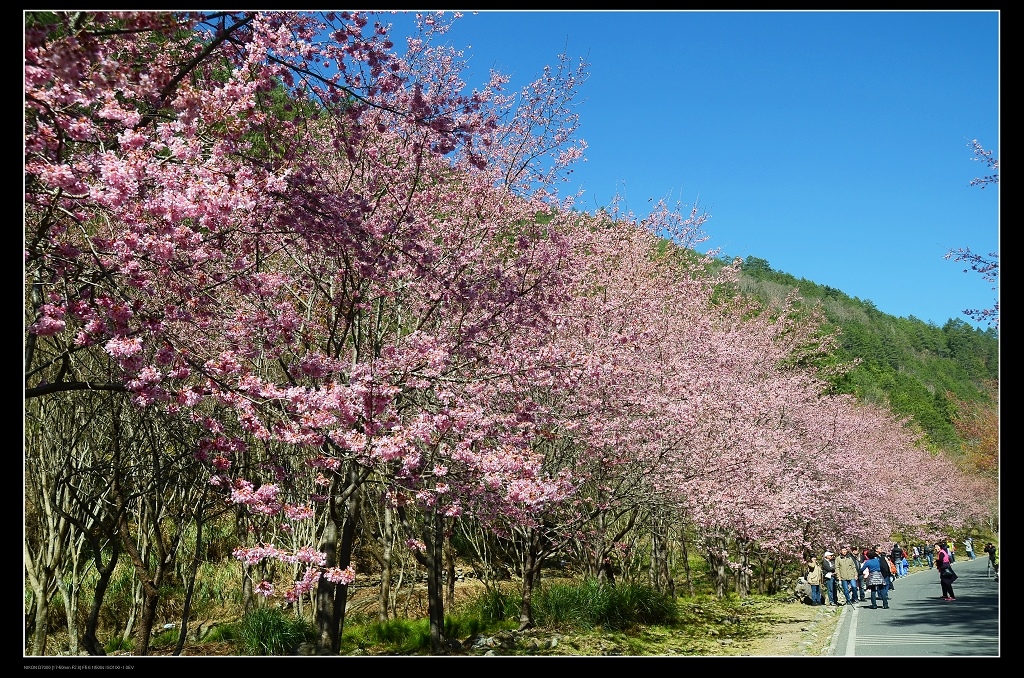 花牆1.jpg