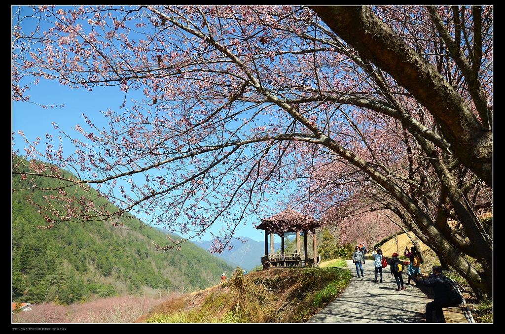 茶園步道.jpg