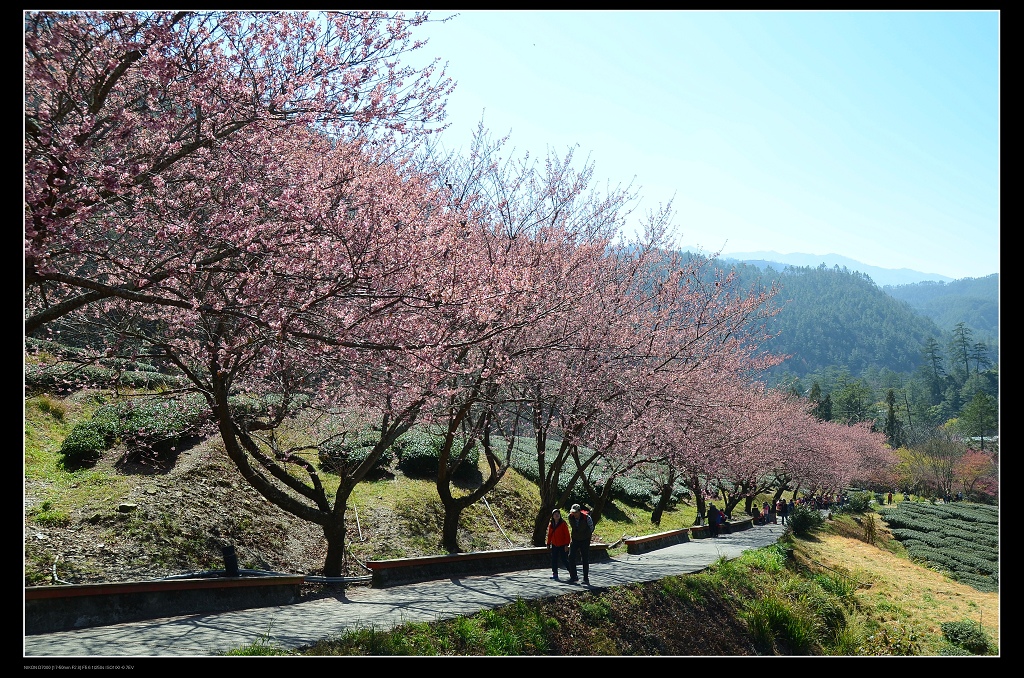 茶園步道1.jpg