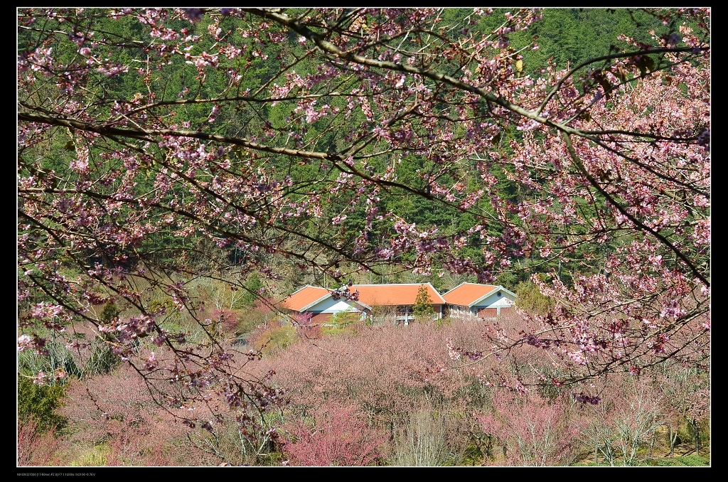 茶園房屋.jpg