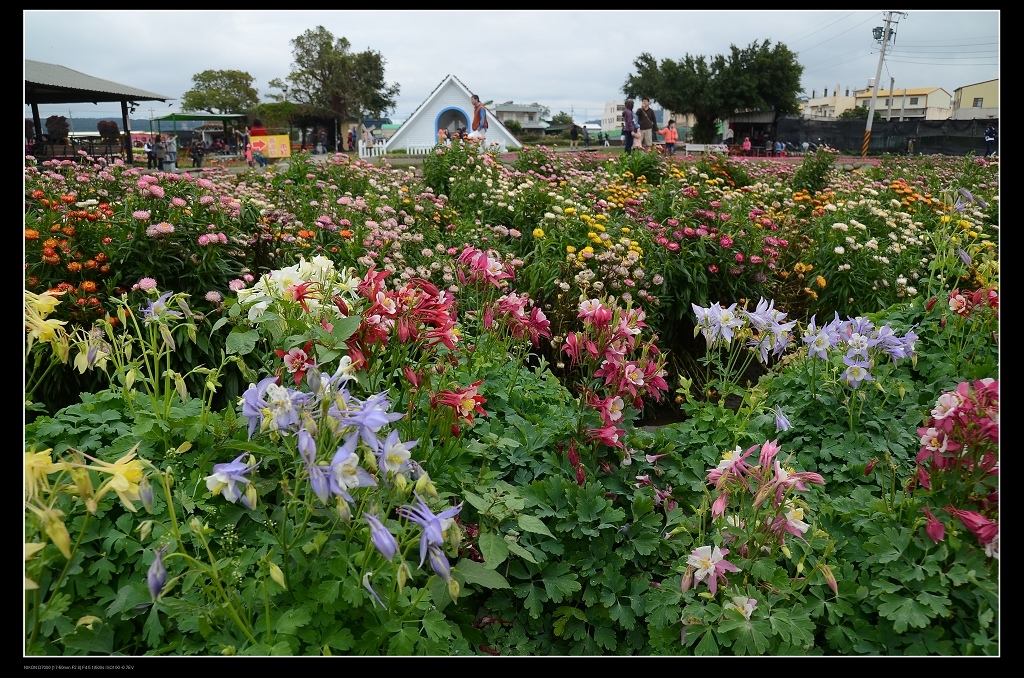 花海1.jpg 花海1.jpg