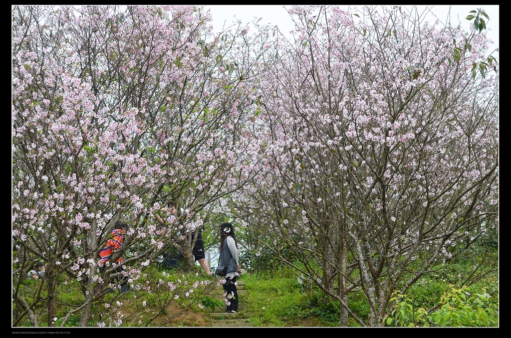 櫻花林.jpg