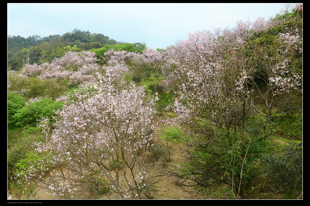 櫻花海1.jpg