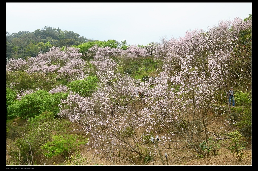 櫻花海2.jpg