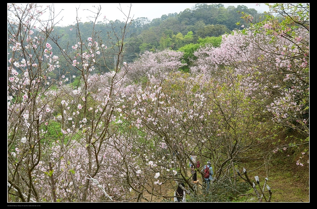 櫻花海3.jpg