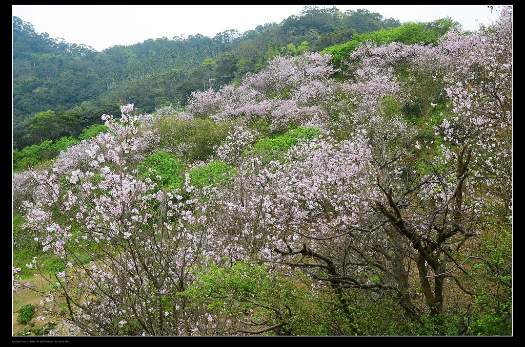 櫻花海4.jpg