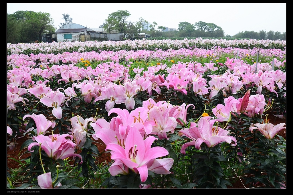 香水百合花海.jpg