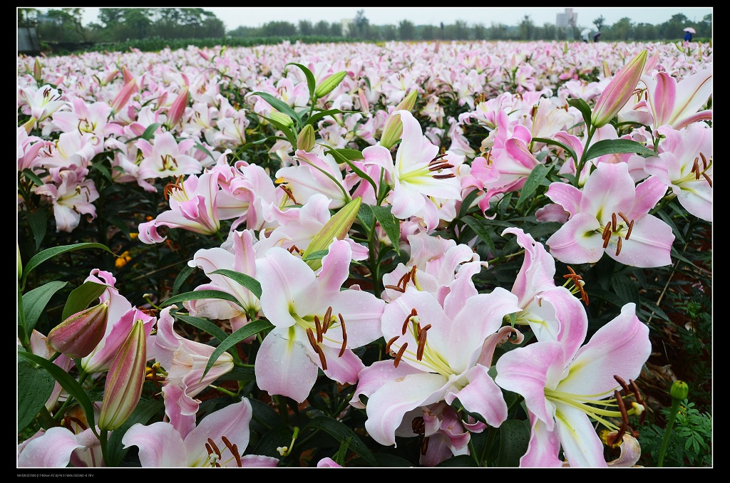 香水百合花海1.jpg