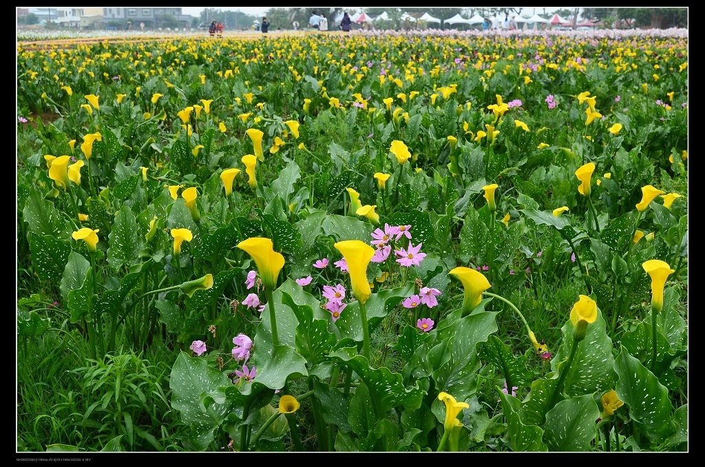 黃色海芋花海.jpg 黃色海芋花海.jpg