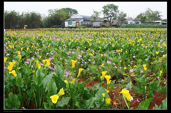 黃色海芋花海2.jpg