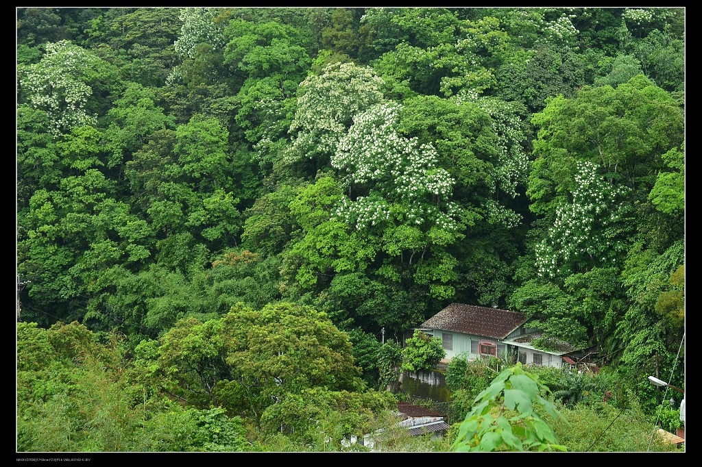 油桐花.jpg