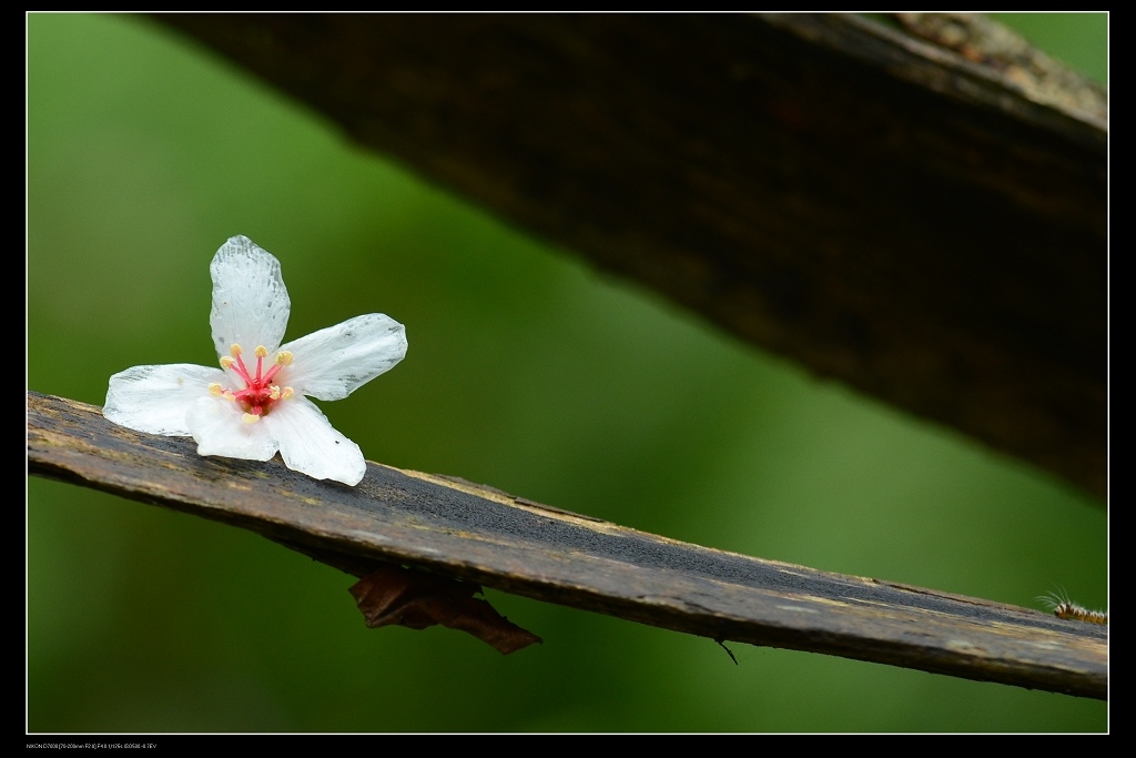 油桐花5.jpg