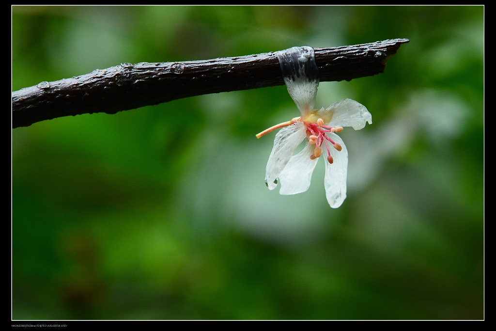 油桐花6.jpg