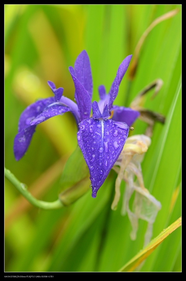 鳶尾花1.jpg