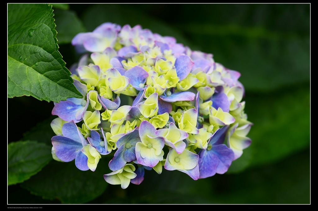 繡球花8.jpg