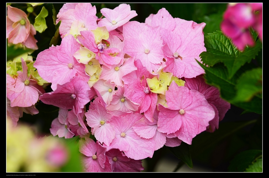 繡球花15.jpg 繡球花15.jpg